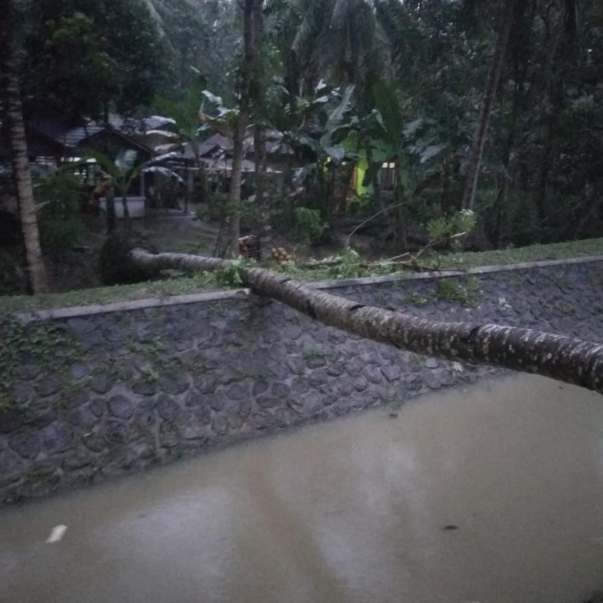 Pohon Kelapa Tumbang Dampak Hujan Seharian